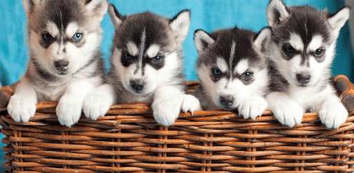 Husky puppies Wallpapers PC screenshot
