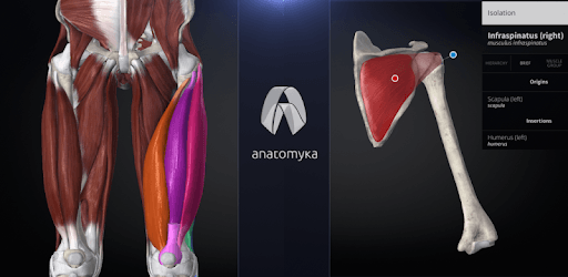 Anatomyka - Interactive 3D Human Anatomy PC screenshot