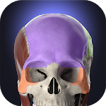 Anatomyka - Interactive 3D Human Anatomy icon