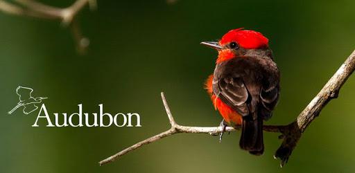 Audubon Bird Guide PC screenshot