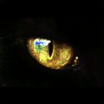 New Catcheye Plus icon